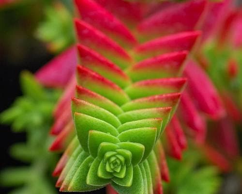 Crassula Plant Succulent