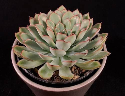 Echeveria Plant