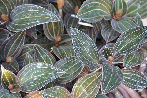 Ludisia Plant Leaves