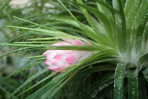 Tillandsia Plant Flowering