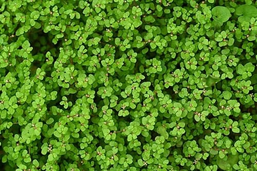 Baby Tear miniature fern
