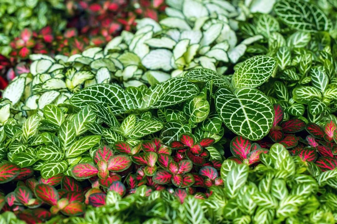 Botanical Insights