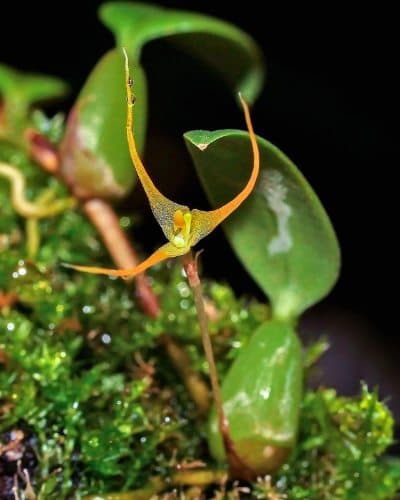 Bulbophyllum alagense