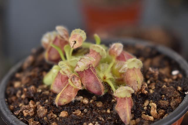 Cephalotus follicularis - Australian Pitcher Plant