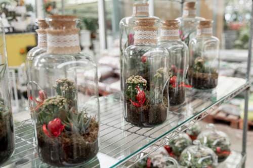 Historical botanical collector examining rare specimens