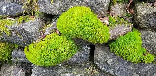 Dicranum Moss