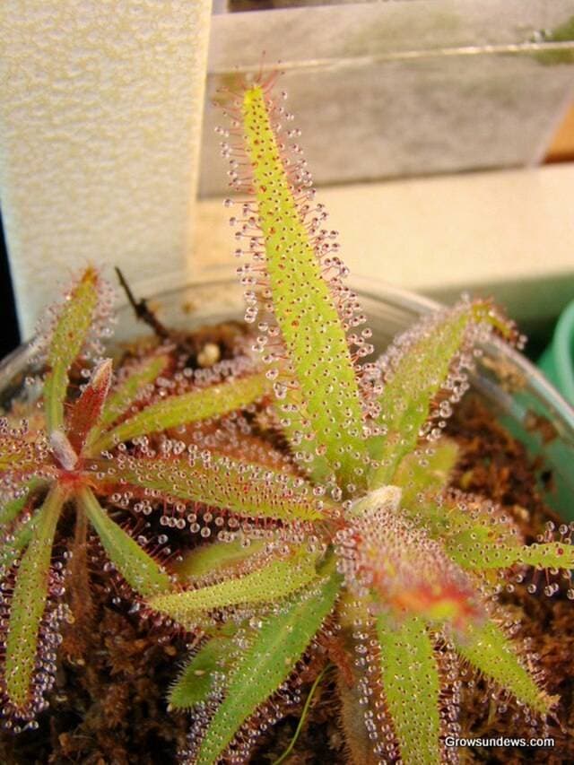 Drosera adelae - Lance-leaved Sundew