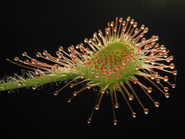 Drosera Plant Leaves