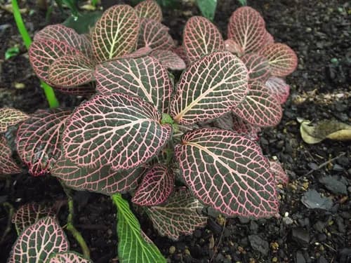 Fittonia (Nerve Plant)