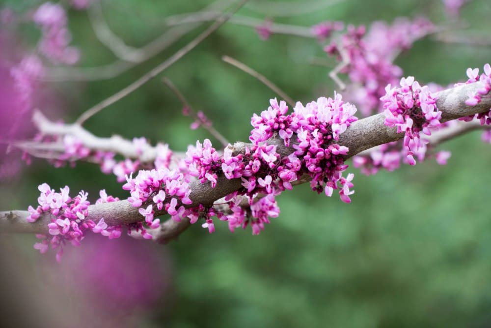 Botanical Insights