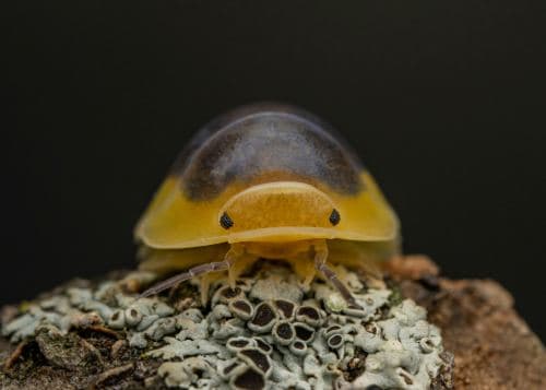 Cubaris Isopod