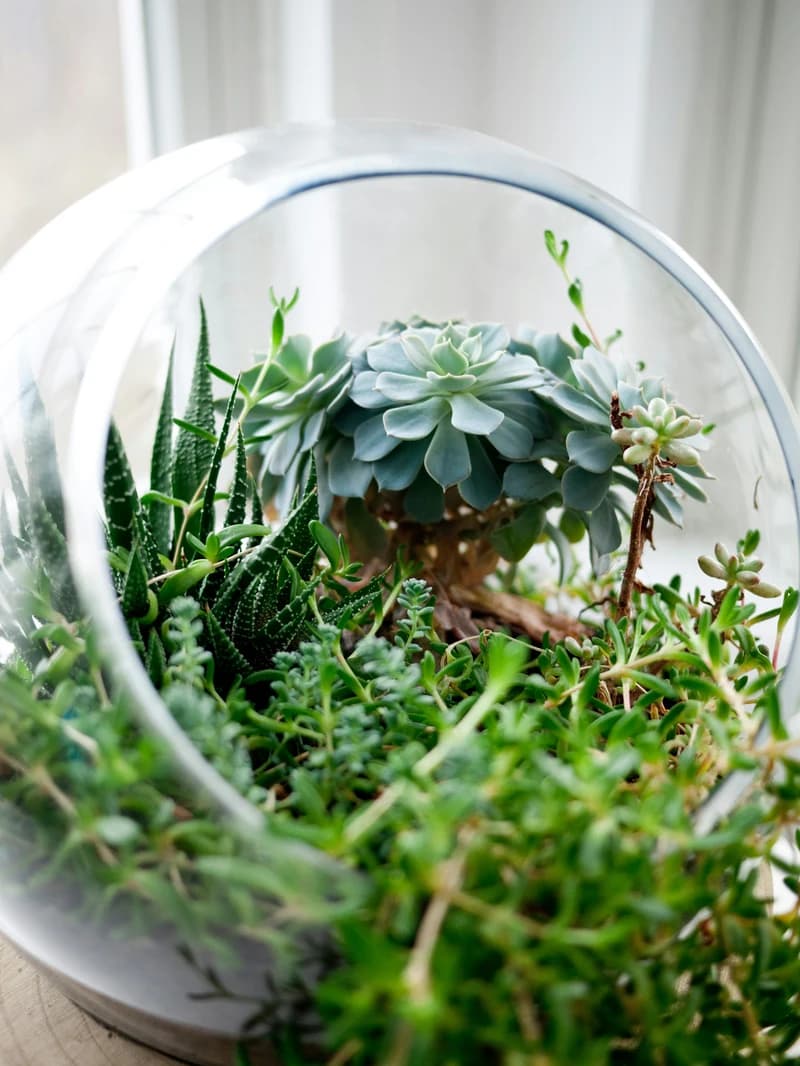 Terrarium with distinct visual layers
