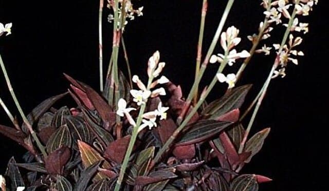 Ludisia discolor - Black Velvet Jewel Orchid