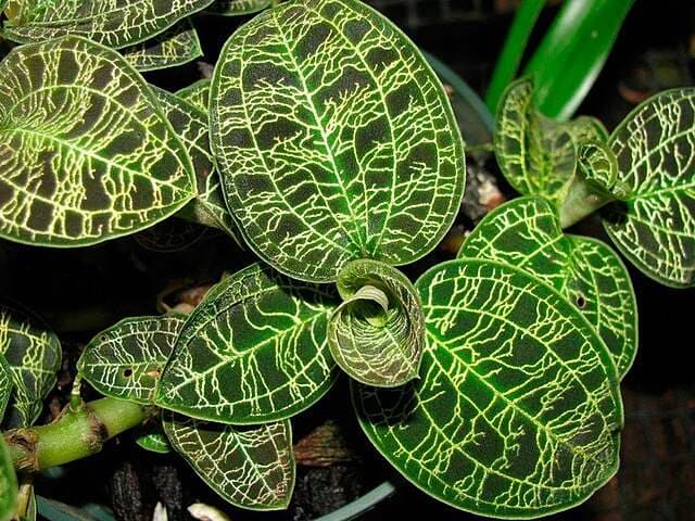 Macodes petola - Lightning Jewel Orchid