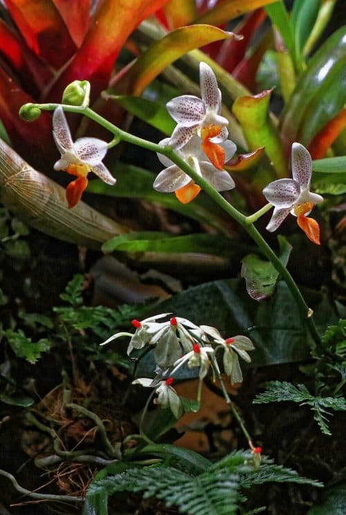 Specialist nursery with rare terrarium plants
