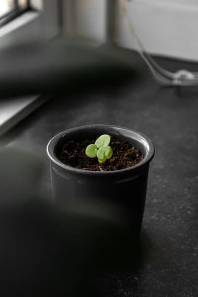 Step 5: Plant Your Terrarium