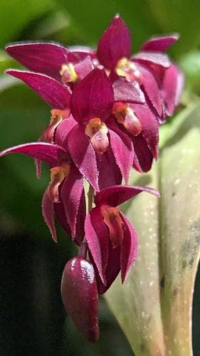 Pleurothallis microphylla