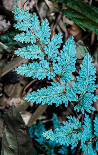 Begonia pavonina with iridescent blue leaves