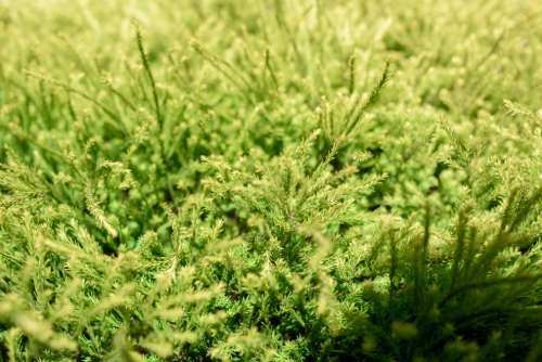 Spike Moss