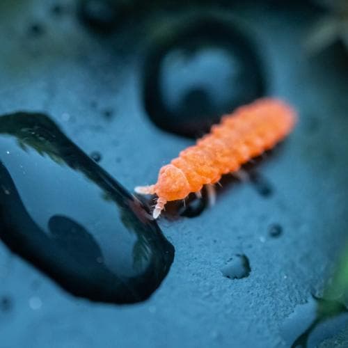 Close-up of beneficial microorganisms in terrarium soil