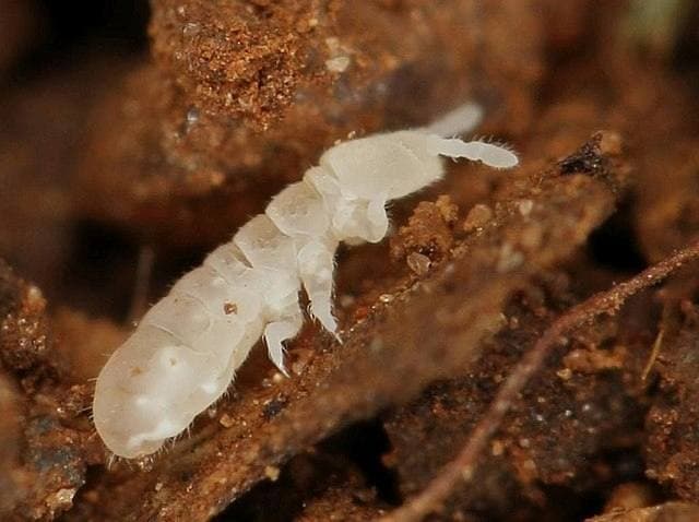 Springtail