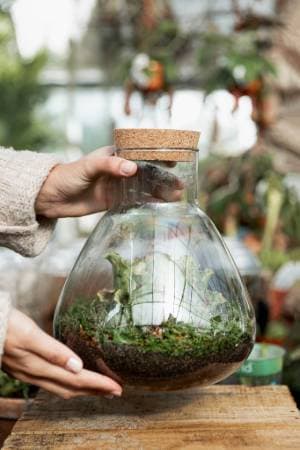 A mature, balanced terrarium ecosystem that has evolved over time