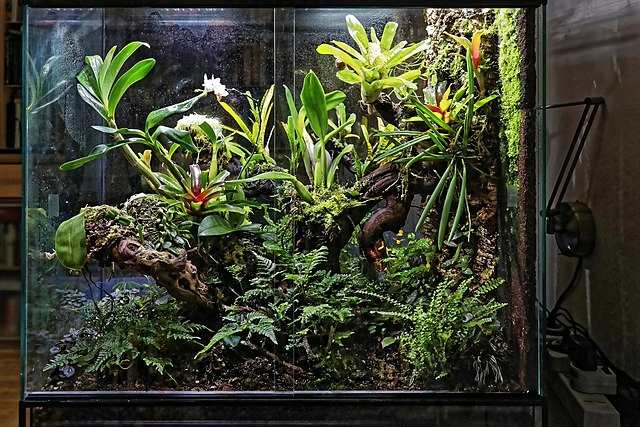 Closed Terrarium