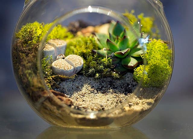 Open Terrarium