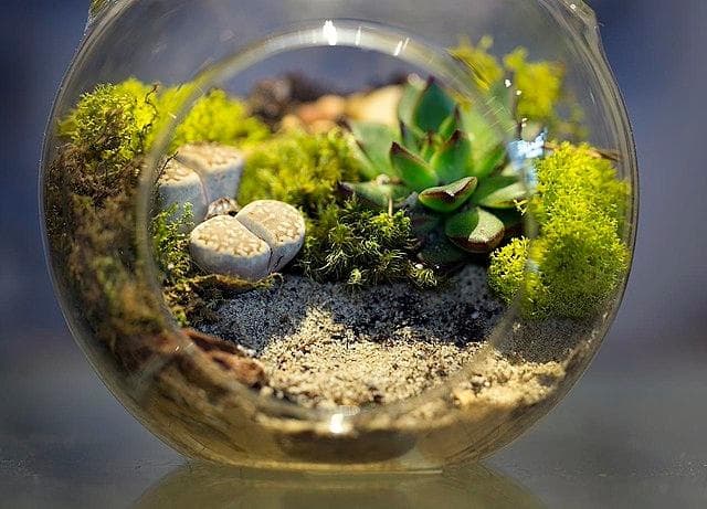 Terrarium with striking focal point