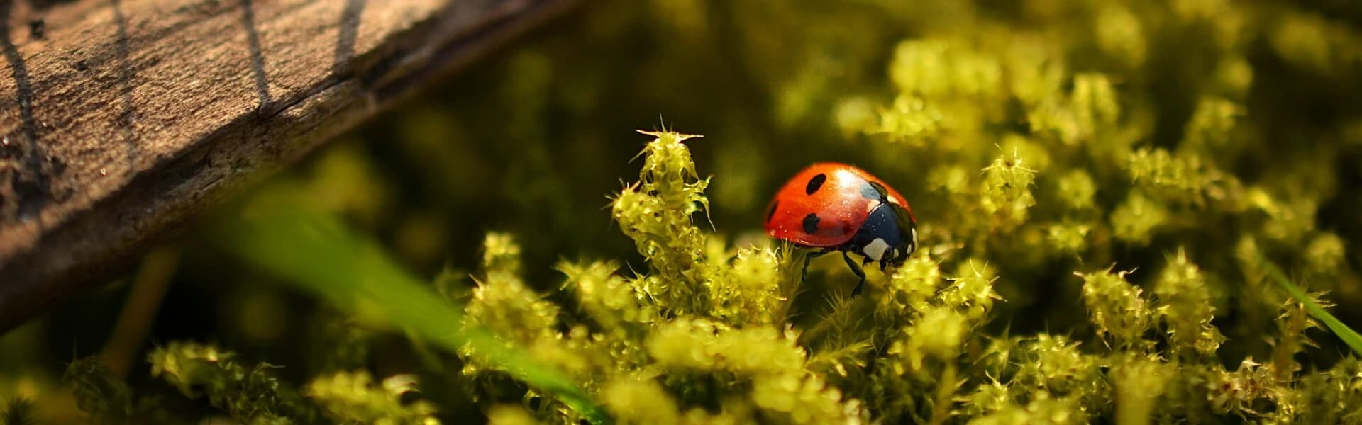 Terrarium Blog
