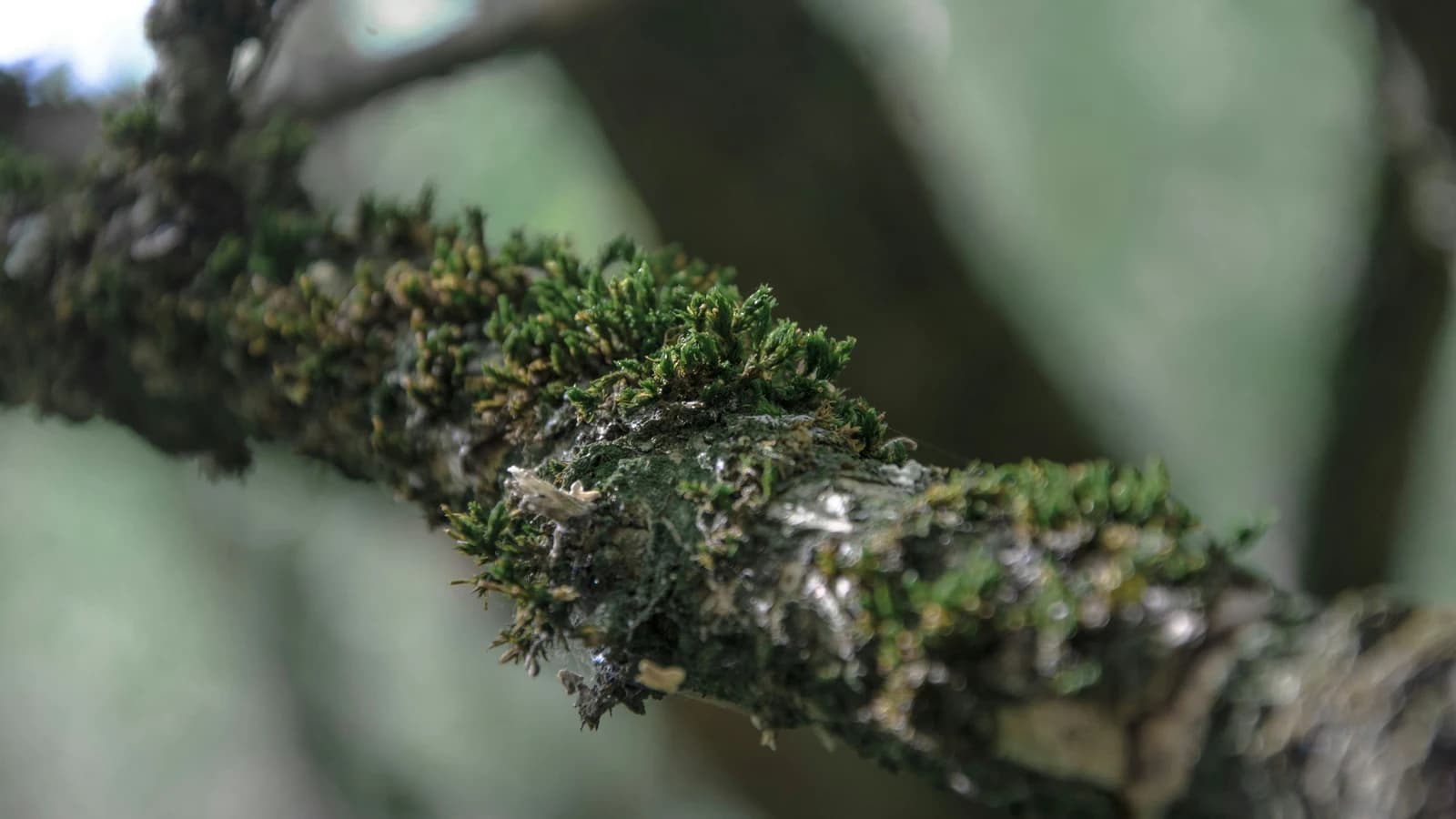 Ecosystem Balance