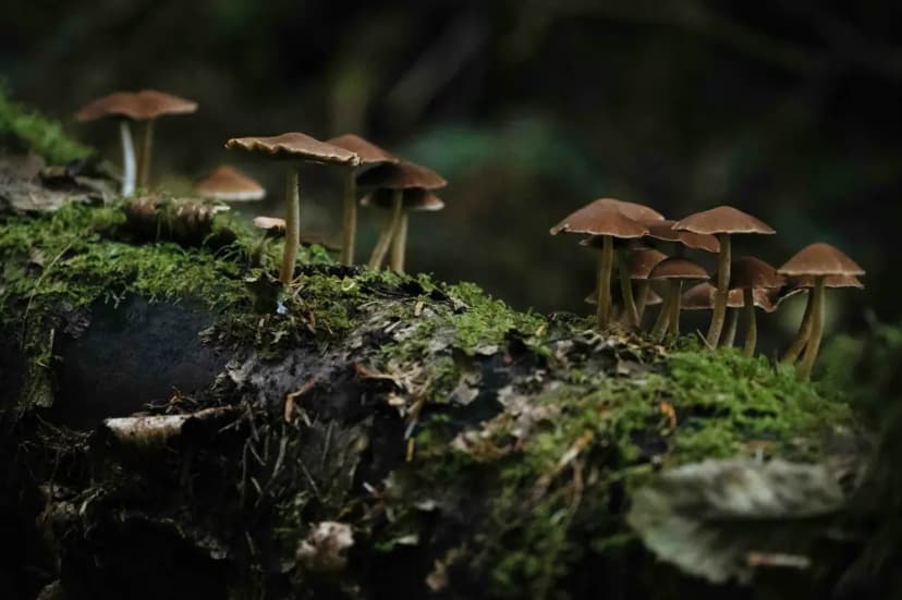 Creating Micro Landscapes