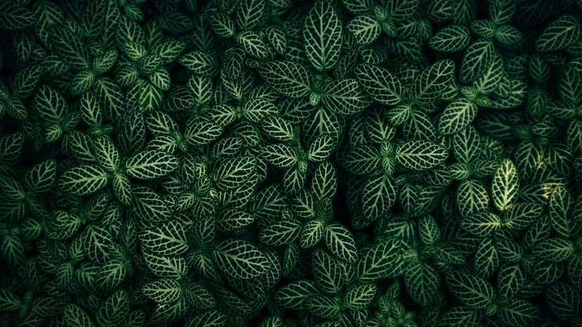 Rare Plant Selection